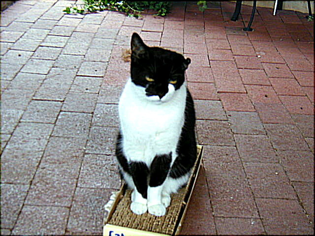pussonthecatnip.jpg